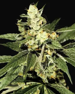Train Wreck