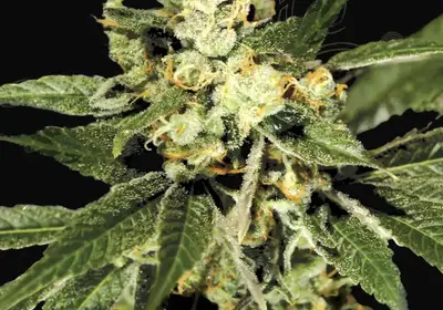 Train Wreck