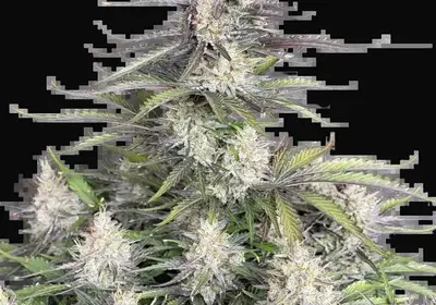 Trainwreck Auto