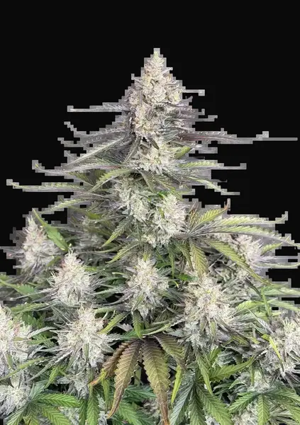Trainwreck Auto