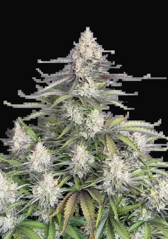 Trainwreck Auto