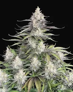 Trainwreck Auto