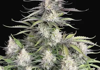 Trainwreck Auto
