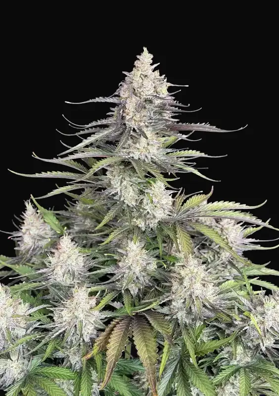 Trainwreck Auto