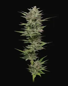 Trainwreck Auto