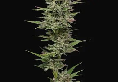 Trainwreck Auto