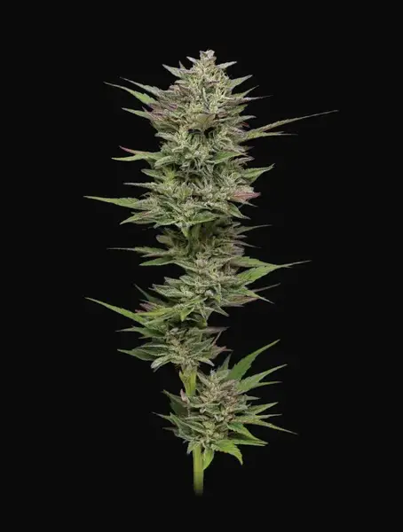 Trainwreck Auto