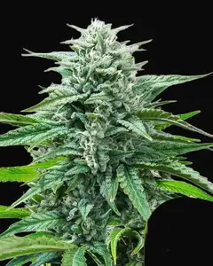 Trainwreck Auto