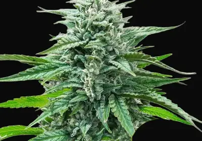 Trainwreck Auto