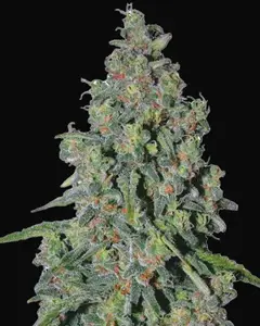 Trainwreck Auto