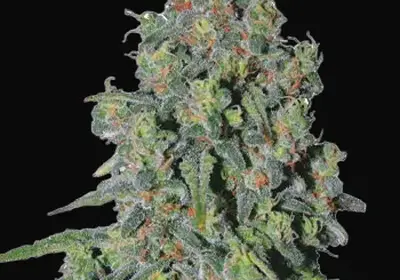 Trainwreck Auto