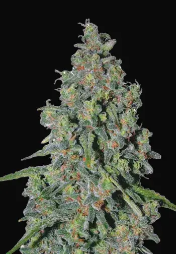Trainwreck Auto