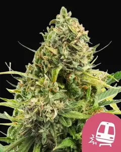 Trainwreck