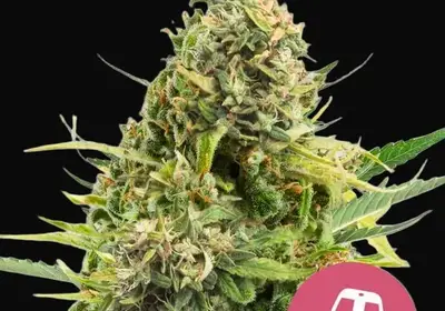 Trainwreck