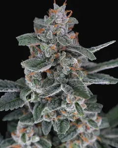 Tri-Whip Kush Auto