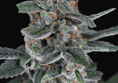 Tri-Whip Kush Auto