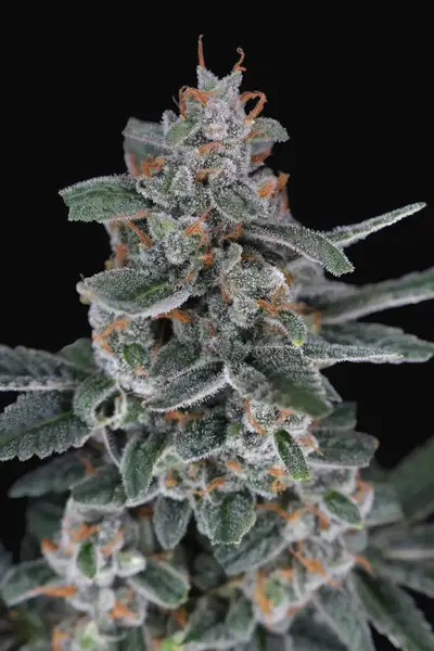 Tri-Whip Kush Auto