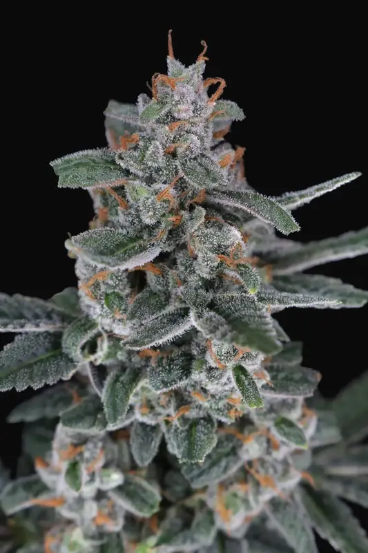 Tri-Whip Kush Auto