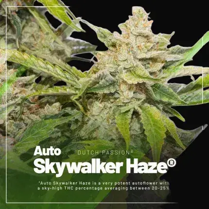 Trial Pack Autoflower — zdjęcie 4