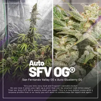 Trial Pack Autoflower — zdjęcie 2