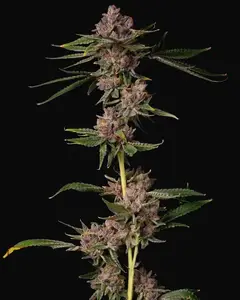 Triangle Lemon Cherry