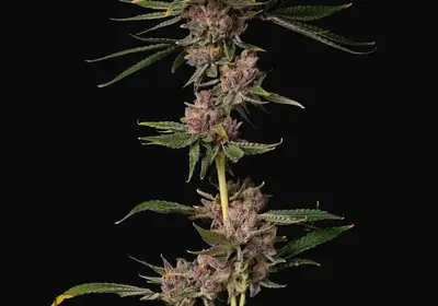 Triangle Lemon Cherry