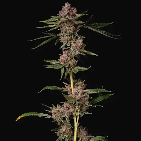 Triangle Lemon Cherry