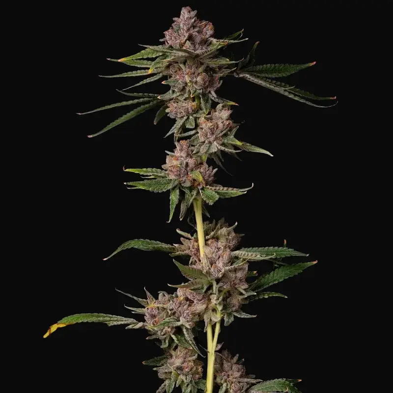 Triangle Lemon Cherry