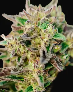 TriCross Auto