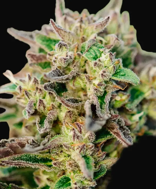 TriCross Auto
