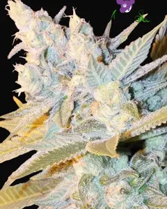 Triple Cheese Auto
