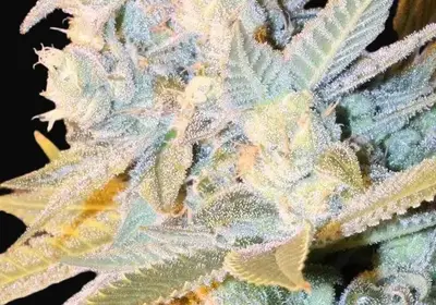 Triple Cheese Auto