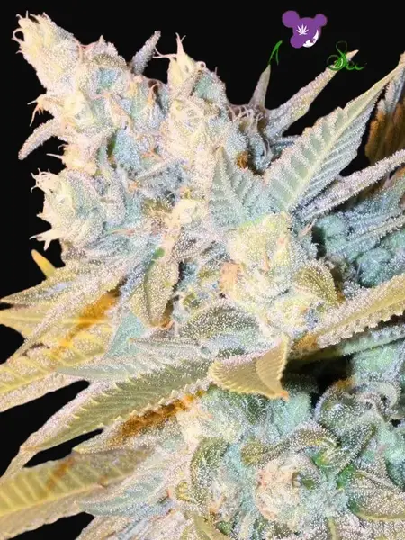 Triple Cheese Auto
