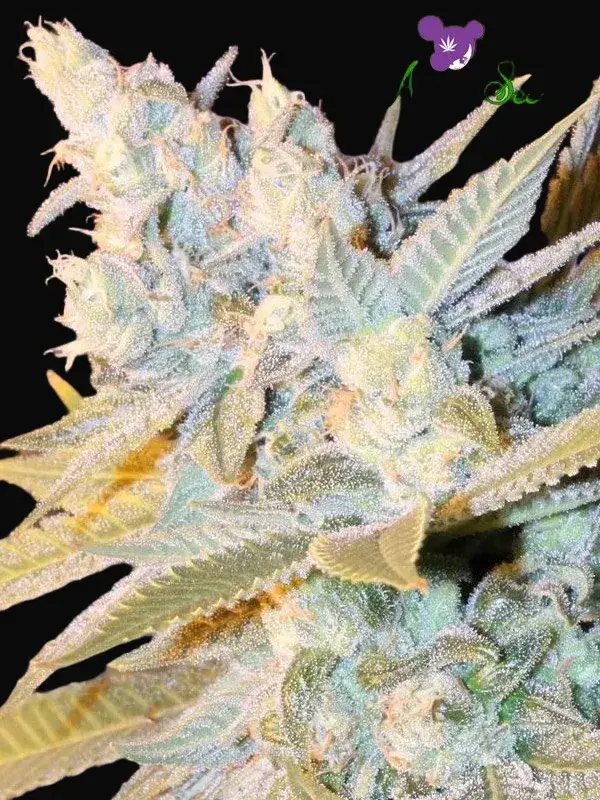 Triple Cheese Auto