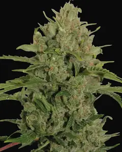 Triple Cheese