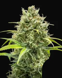 Triple G Auto