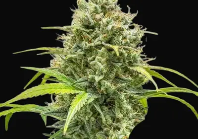 Triple G Auto