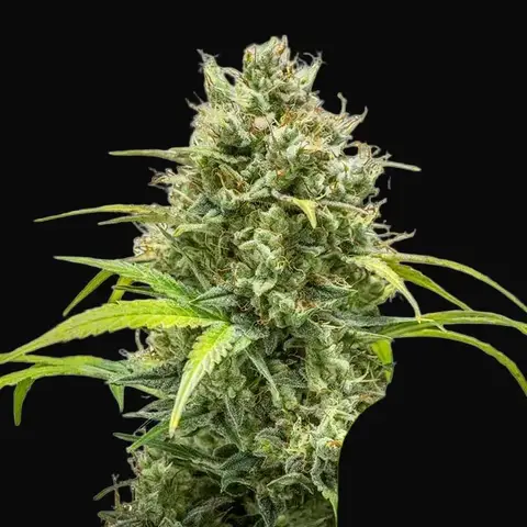Triple G Auto