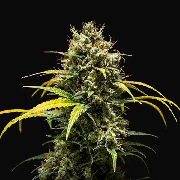 Triple G Auto — zdjęcie 4