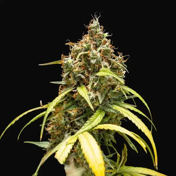 Triple G Auto — zdjęcie 5
