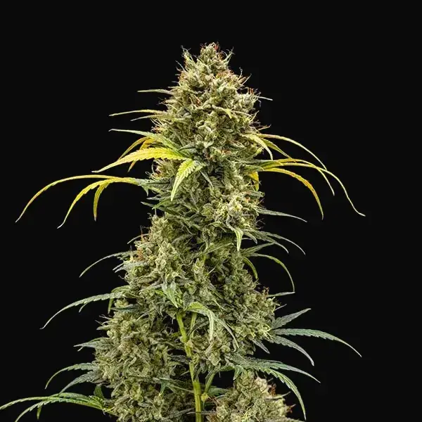 Triple G Auto — zdjęcie 3