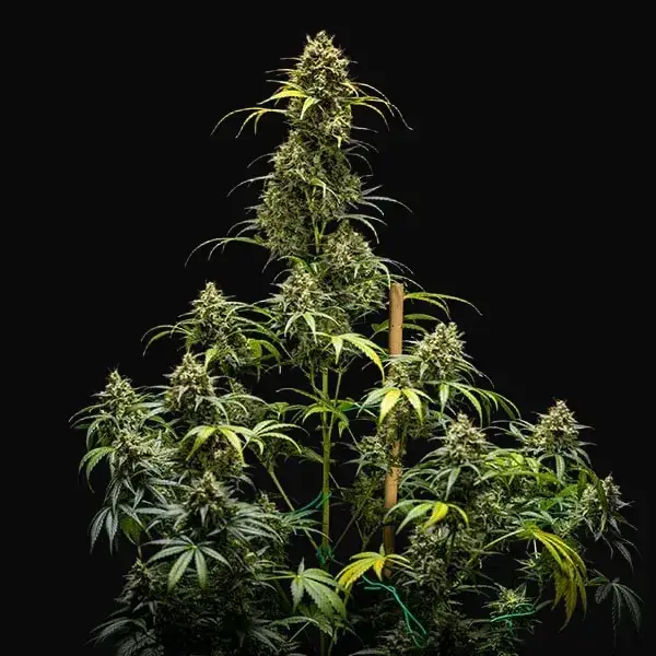 Triple G Auto — zdjęcie 8