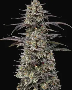 Triploid F1 Tropicana Cherry