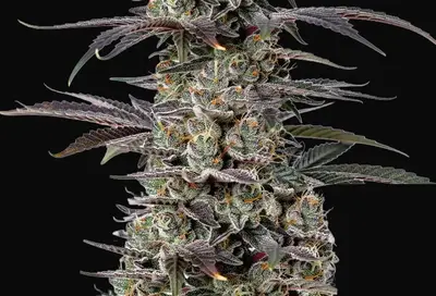 Triploid F1 Tropicana Cherry