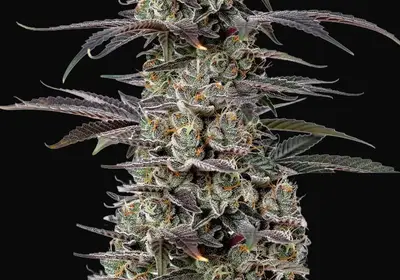 Triploid F1 Tropicana Cherry