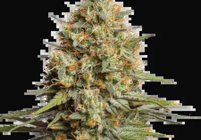 Triton Biscotto Lime Auto