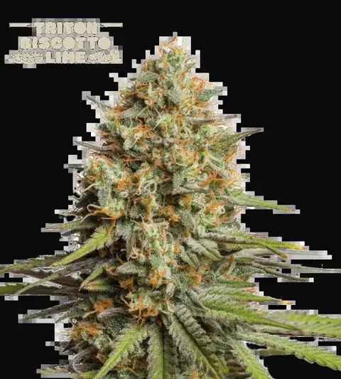 Triton Biscotto Lime Auto
