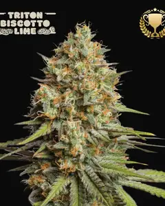 Triton Biscotto Lime Auto