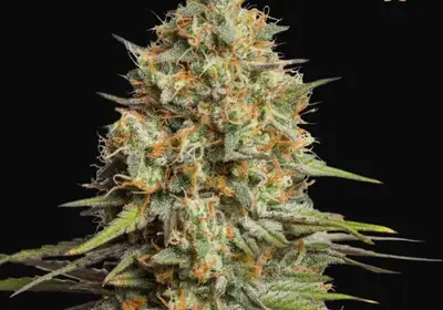 Triton Biscotto Lime Auto