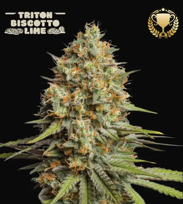 Triton Biscotto Lime Auto